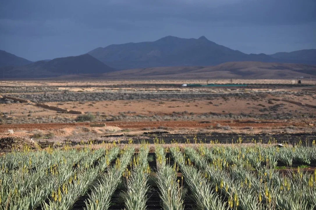 Rows of flowering aloe vera in front of dark mountains